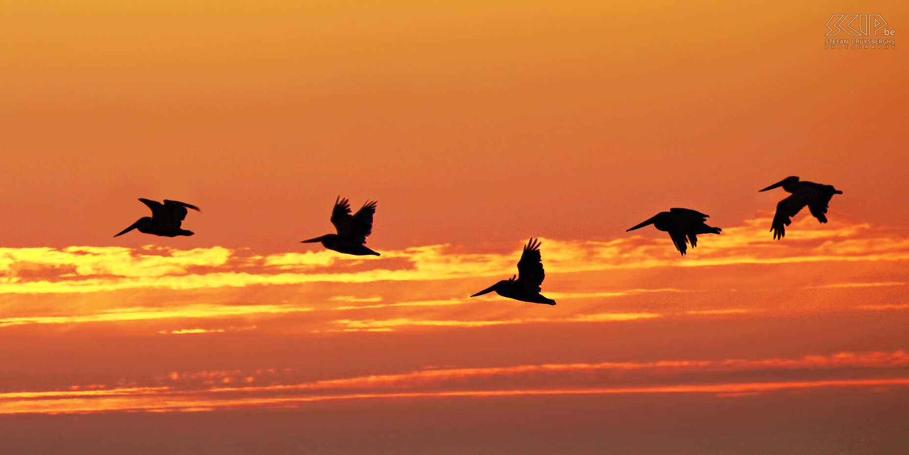 Half Moon Bay - Pelicans - Sunset A few pelicans fly past during the sunset in Half Moon Bay, a small coastal town at the Pacific Ocean, south of San Francisco. Stefan Cruysberghs